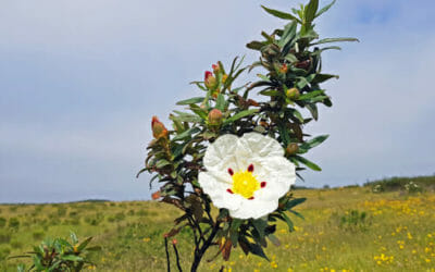Tutto sul cisto, una pianta mediterranea che ricorda la rosa selvatica