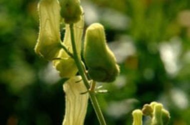 L’aconito è una pianta velenosa dai bellissimi fiori blu, usata in omeopatia per curare ipertensione e ansia grave