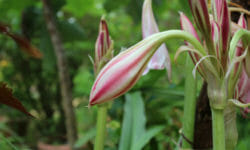 Crinum: una pianta da fiore simile al giglio tutta da scoprire