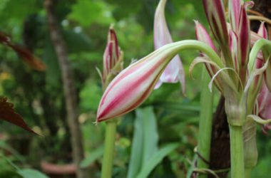Crinum: una pianta da fiore simile al giglio tutta da scoprire