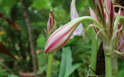 Crinum: una pianta da fiore simile al giglio tutta da scoprire