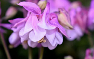 Scopriamo l’aquilegia, una pianta facile da coltivare e che regala fioriture notevoli