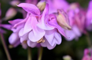 Scopriamo l’aquilegia, una pianta facile da coltivare e che regala fioriture notevoli