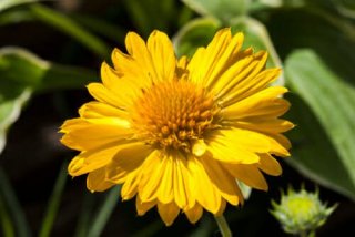 fleur de gaillarde