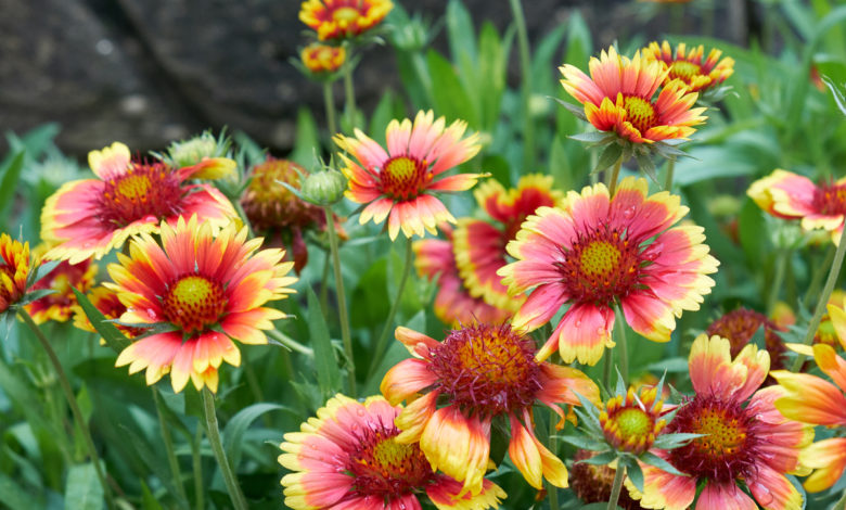 gaillardia