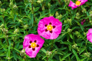 Tutto sul cisto, una pianta mediterranea che ricorda la rosa selvatica