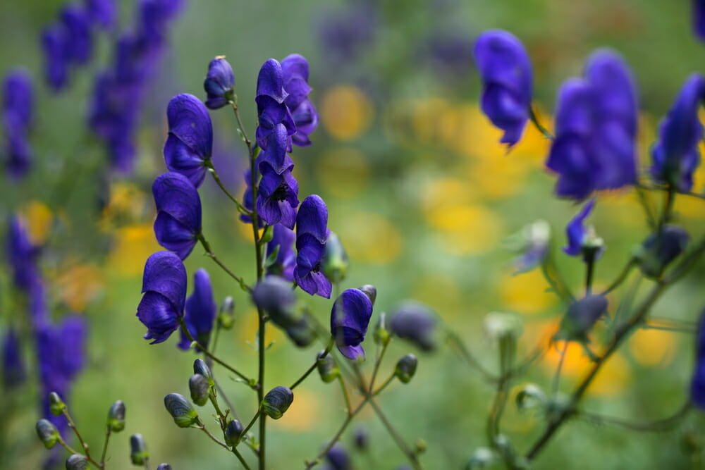 Aconito cosa c'è da sapere sulla pianta più velenosa della nostra flora Aconito cosa c'è da sapere sulla pianta più velenosa della nostra flora