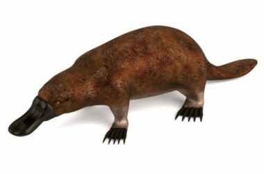I segreti dell’ornitorinco, uno degli animali dall’aspetto più insolito