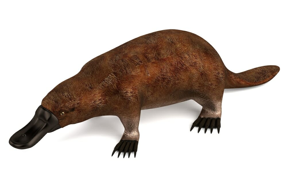 Ornitorinco Una Specie Insolita Di Mammifero Oviparo