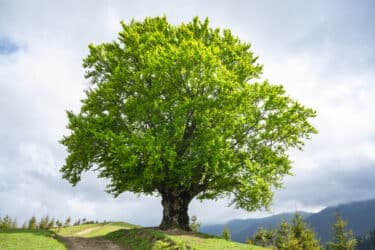 Faggio: caratteristiche, coltivazione e diffusione di questo albero europeo