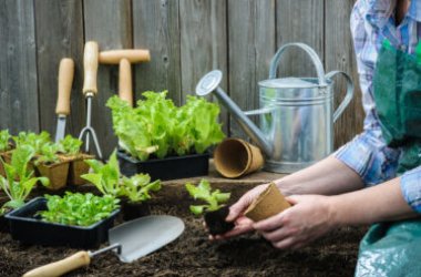 Découvrez comment faire pousser de la salade à la maison grâce à notre guide pratique