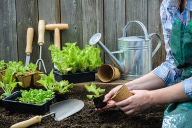 Scopri come coltivare insalata in casa con la nostra guida pratica