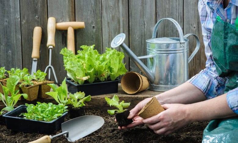 come coltivare insalata in casa