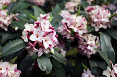 Dafne: tutto su questa pianta dai fiori bellissimi, ma velenosa