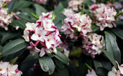 Dafne: tutto su questa pianta dai fiori bellissimi, ma velenosa