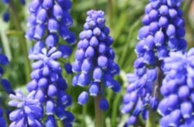 Bulbi muscari: le diverse specie, dal giacinto muschiato al lampascione commestibile