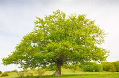 Faggio: caratteristiche, coltivazione e diffusione di questo albero europeo