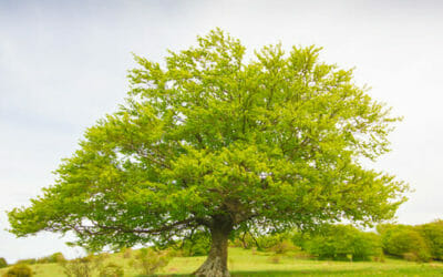 Faggio: caratteristiche, coltivazione e diffusione di questo albero europeo