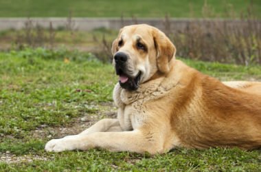 Guida al mastino spagnolo, uno dei molossoidi più imponenti e longevi