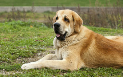 Guida al mastino spagnolo, uno dei molossoidi più imponenti e longevi