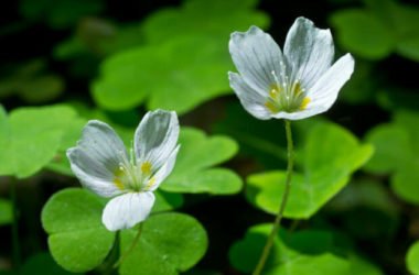 Le proprietà della acetosella e i suoi diversi utilizzi