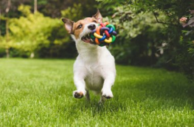 Guida al mondo dei giochi per cani: giochi di agility e intelligenza, fai da te e non