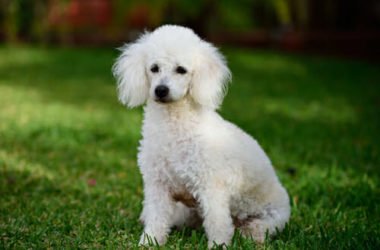 Barboncino: carattere e caratteristiche di questo cane di piccola taglia