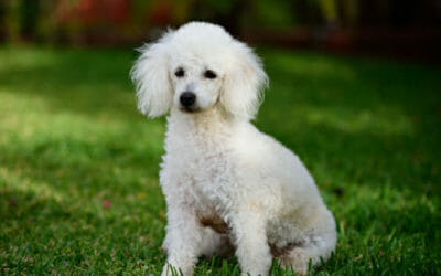 Barboncino: carattere e caratteristiche di questo cane di piccola taglia