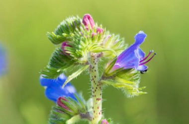 Quello che c’è da sapere sull’erba viperina o viperina azzurra, un’erba selvatica nota per le proprietà medicinali