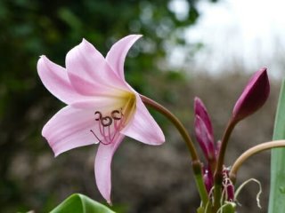 crinum Powellii