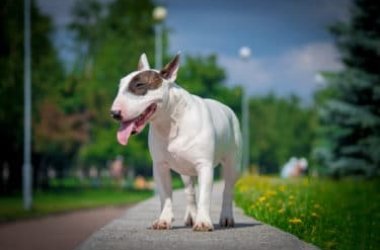 La guida al Bull Terrier, una razza di cani tutta da scoprire