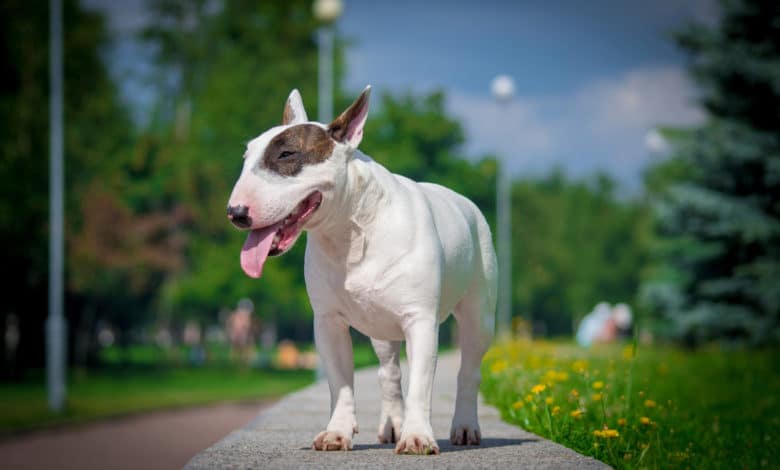 bull terrier