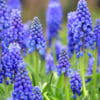 Bulbi Muscari: le diverse specie, dal giacinto muschiato al lampascione commestibile