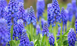 Bulbi muscari: le diverse specie, dal giacinto muschiato al lampascione commestibile
