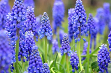 Bulbi muscari: le diverse specie, dal giacinto muschiato al lampascione commestibile