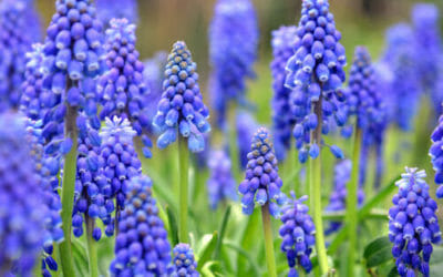 Bulbi muscari: le diverse specie, dal giacinto muschiato al lampascione commestibile
