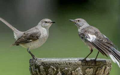 Birdwatching: consigli per praticare l’osservazione degli uccelli e come riconoscerli