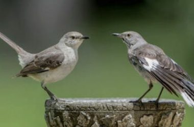 Birdwatching: consigli per praticare l’osservazione degli uccelli e come riconoscerli
