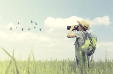 Observation des oiseaux : conseils pour pratiquer l'observation des oiseaux et comment les reconnaître