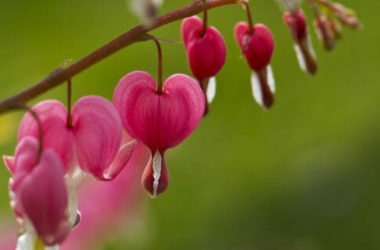 Dicentra: la perfezione della natura produce fiori a forma di cuore