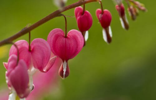 Dicentra: la perfezione della natura produce fiori a forma di cuore