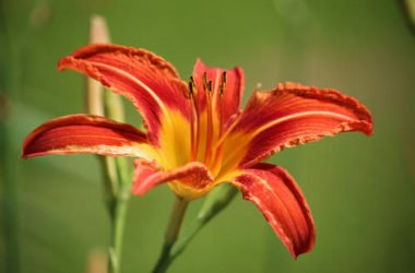 Hemerocallis o Emerocallide, una bulbosa facile da curare che colora il giardino grazie ai fiori rosso-arancio