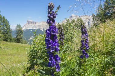 L’aconito è una pianta velenosa dai bellissimi fiori blu, usata in omeopatia per curare ipertensione e ansia grave