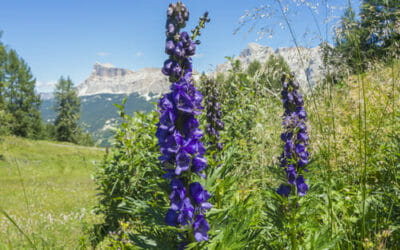 L’aconito è una pianta velenosa dai bellissimi fiori blu, usata in omeopatia per curare ipertensione e ansia grave