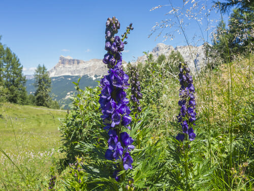 Le Migliori 200 Immagini Su Piante Da Giardino Nel 2020 Le Migliori 200 Immagini Su Piante Da Giardino Nel 2020