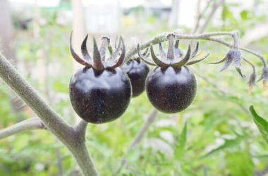 I segreti del pomodoro nero, un alimento particolarmente salutare e tutto da scoprire