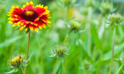 Gaillardia, tutto un fiore rosso-giallo simile alla margherita