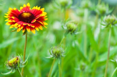 Gaillardia, tutto un fiore rosso-giallo simile alla margherita