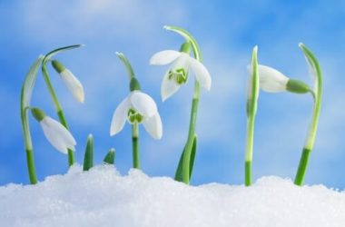 Bucaneve: significato nel linguaggio dei fiori, proprietà e coltivazione
