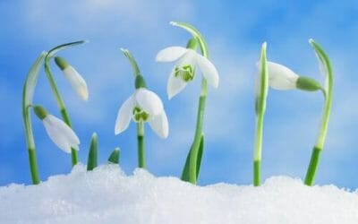 Bucaneve: significato nel linguaggio dei fiori, proprietà e coltivazione